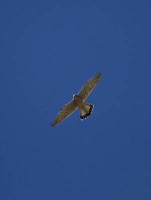 IMG_8174 (2)