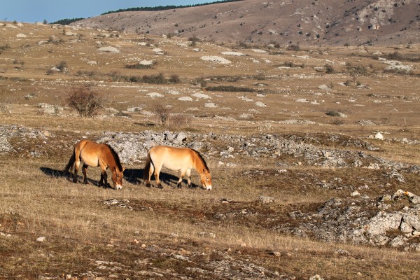 18Chevaux de Przewalski