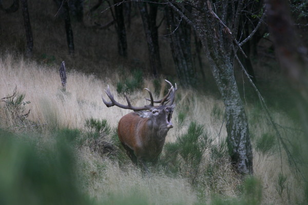 4 Cerf élaphe