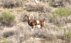 IMG_9410 mouflon