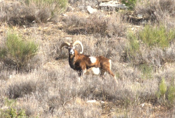 IMG_9410 mouflon