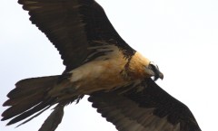IMG_9553gypa 2