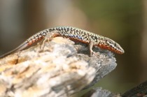Lézard des murailles mâle arborant ses couleurs en période nuptiale.
