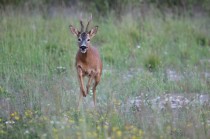 7-Capreolus capreolus  Portes (Gard) 30.06.13