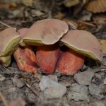 Bolets à pied rouge?