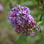 Buddleia – Arbre aux papillons