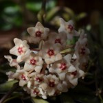 Hoya - fleur de cire
