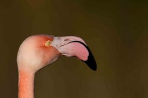 Flamant rose