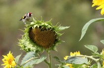 Tournesols et chardonneret