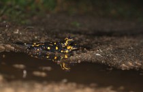 Accouplement de salamandres