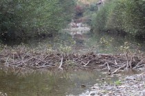 Barrage de castor-christophe