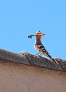 Huppe fasciée