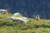 Marmotte