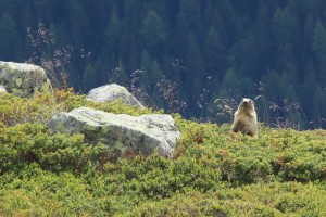 Marmotte