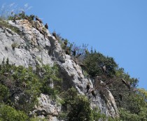 Charnier à vautours Percnoptère