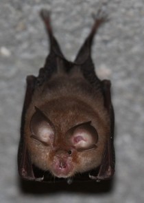 Chauve-souris de Soustelle