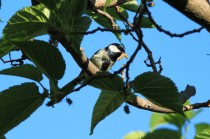 Mésange charbonnière