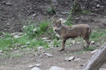 Loup, photo prise en captivité