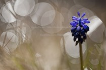 Muscari