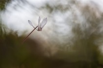 Cyclamen des Baléares