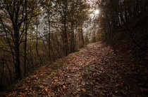 foret_cevennes_9nov12