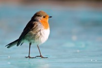 rouge gorge patineur