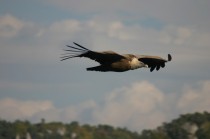 vautour fauve- S.Figueroa