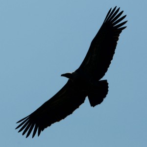 vautour fauve en ombre chinoise
